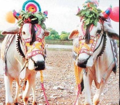 Telugu Kanuma Festival, Hindu Festivals History of Kanuma, Kanuma Festival Celebrations 2014, Kanuma Festival in South   India